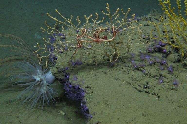 Deep-sea corals and associated fauna. Brittlestars as seen in this image are often found attached to live coral colonies.