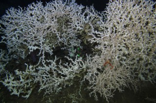 A large Lophelia mound with two Golden crabs and a squat lobster.