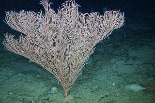 A large healthy Paracalyptrophora coral at Okeanos Ridge.