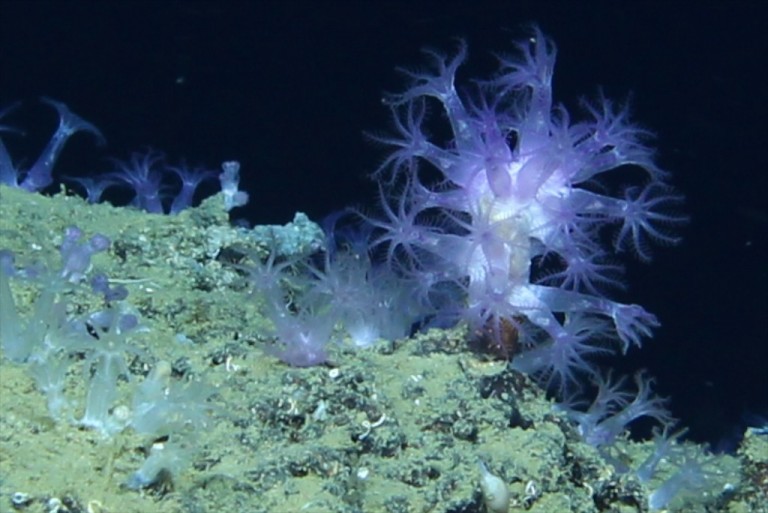 Encrusting corals found at 1,800 meters depth and imaged by the ROV Global Explorer MK3 digital still camera system. 