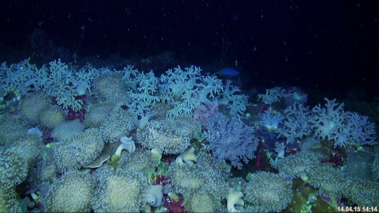 Footage of Scott Reef taken from Falkor's ROV SAAB Sea Eye.