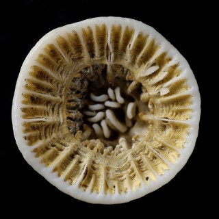 The skeleton of the deep-sea coral Gardineria. 