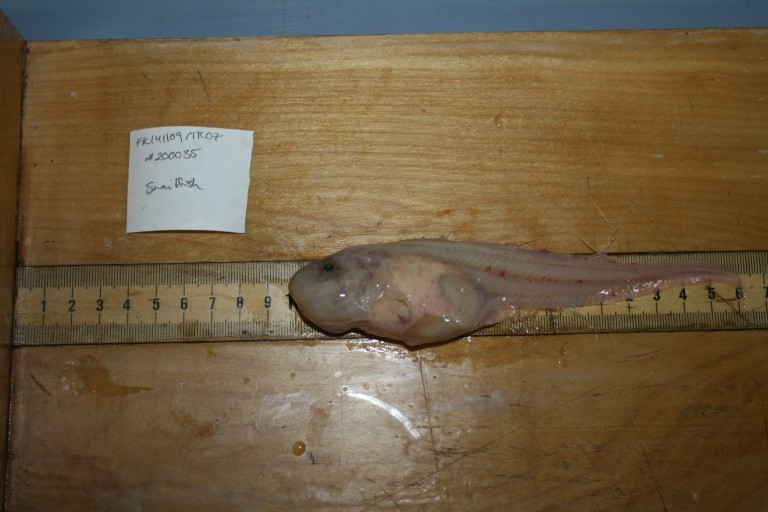 Hadal Snailfish from the Mariana Trench.