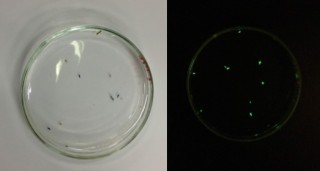 Fluorescent copepods photographed in a glass dish under white light (left) and under blue light with a yellow filter over the camera lens (right). Oh, they glow! 