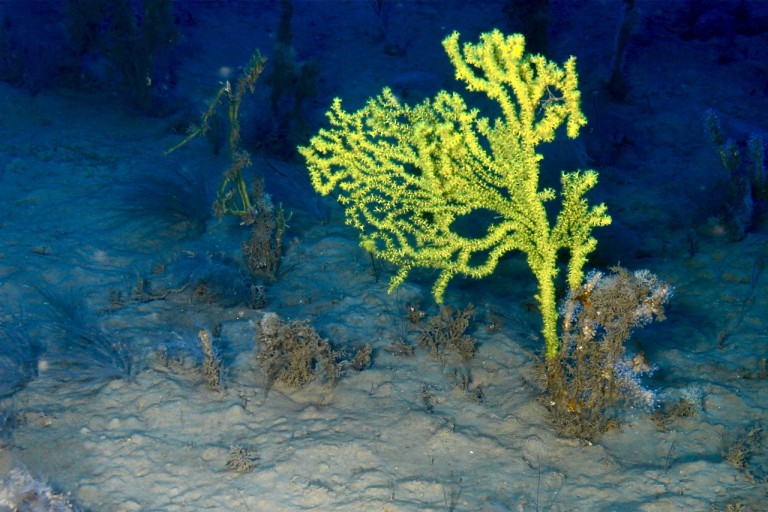An octocoral--at type of soft coral--called a golden sea spray. 