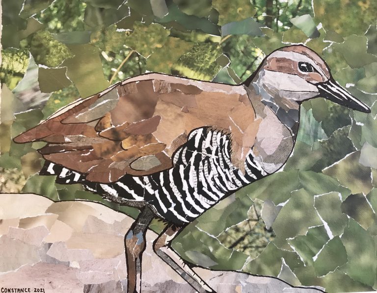 A picture of a collage art piece by Constance Sartor. The piece depicts a flightless bird only found in Guam. The bird has a light brown back and a white and black barred stomach