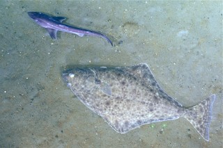 A halibut (the large flat one) and a dogfish, which is a type of shark.