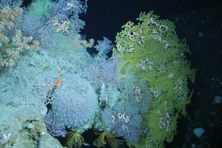 A deep scene on the Meso-American Barrier Reef with brittle stars intertwined with sea fans.