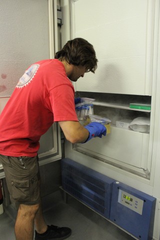 Matt puts away processed samples into the -80 freezer so that they can be later used for genetic sampling.