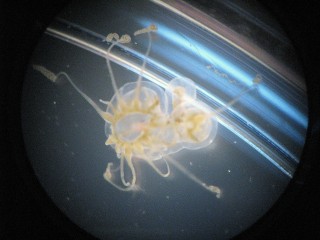 Zooplankton, or a baby jelly fish found amongst the nets. 