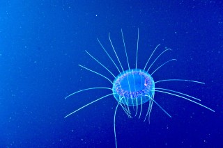 A jellyfish during the dive. 