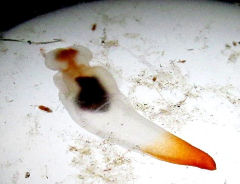 Researchers aboard the R/V Falkor captured this gymnosome pteropod in a plankton net tow that took place on July 17, 2012.