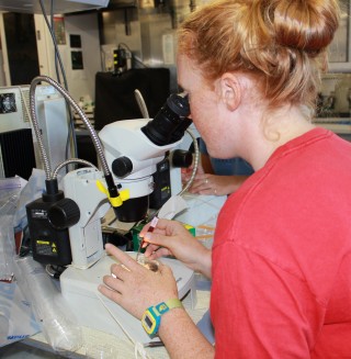 Lauren closely examines zooplankton samples under the microscope and carefully seperates the Copepods for her paternity study. 