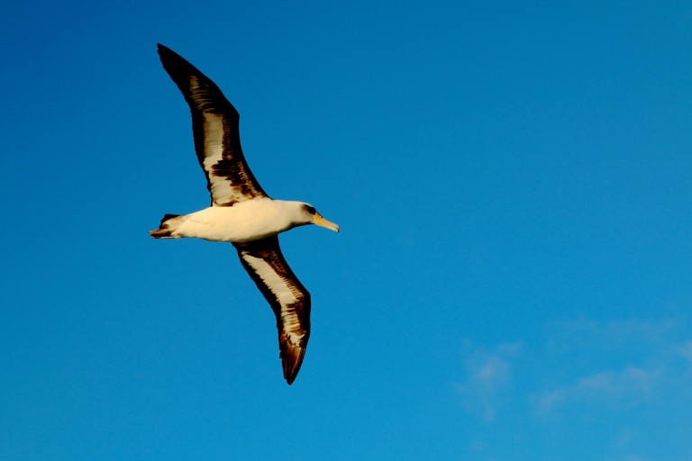 A laysan albatross, one of the two species commonly sighted in the monument. 