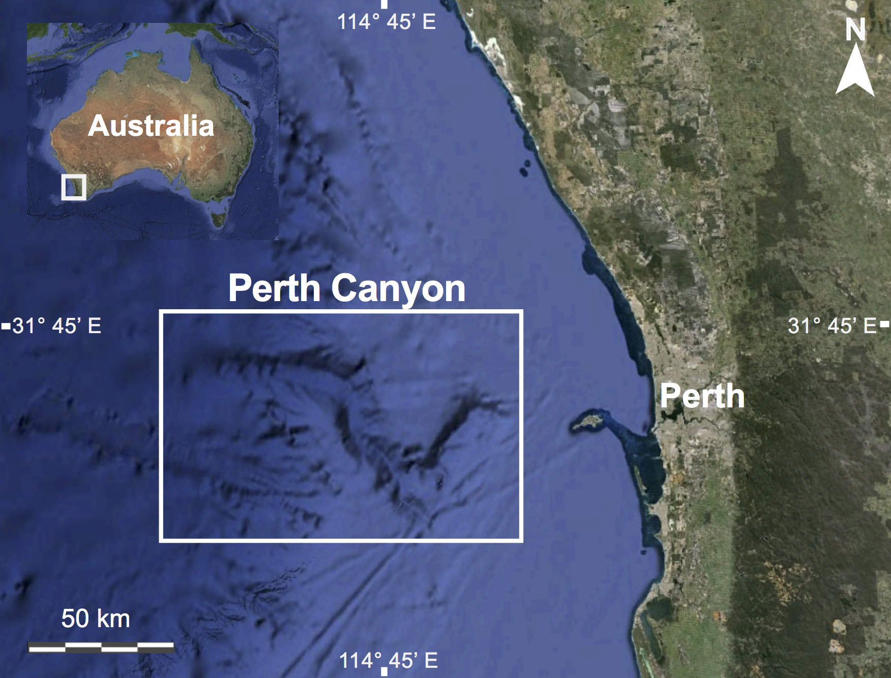 Exploring the unknown – just 50 km miles) away from Western Australia's capital city - Schmidt Ocean Institute