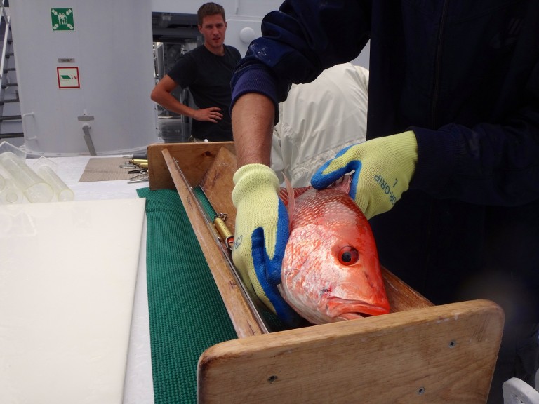 Researcher measures the size of the samples from Site MI 712. 