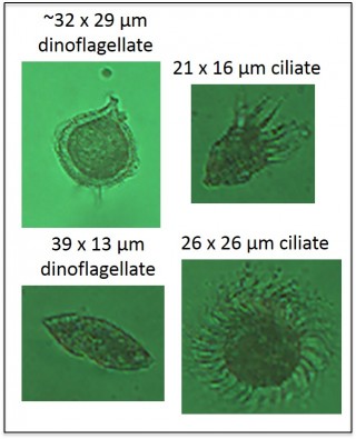 Examples of microzooplankton: dinoflagellates and ciliates. 200X, inverted microscopy, samples preserved with Lugol’s solution.
