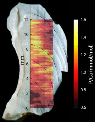 Part of the skeleton of Desmophyllum dianthus showing laser ablation tracks and the corresponding concentration of P/Ca. P/Ca in deep-water corals is considered a proxy for dissolved inorganic phosphorus in seawater. 