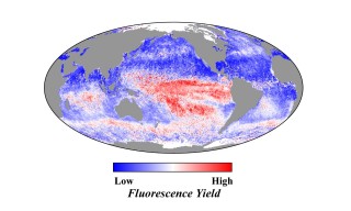 Another use of fluorescence: NASA uses fluorescence detecting satellites to create images of global phytoplankton distributions