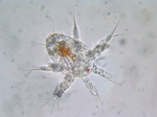 This is what a Nauplii looks like under the microscope. Not only are they tiny, but translucent as well. 