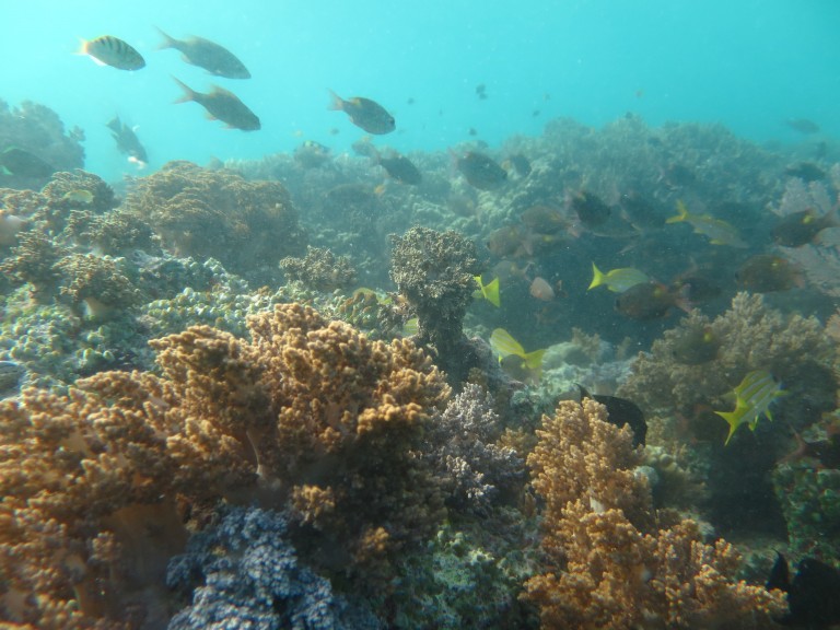 A coral bommie near our North Scott lagoon sampling station. 