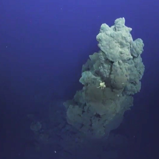 A crustacean on top of a pinnacle near ROV ROPOS during a dive on South Niua, while conducting a photogrammetric survey of the vent field.