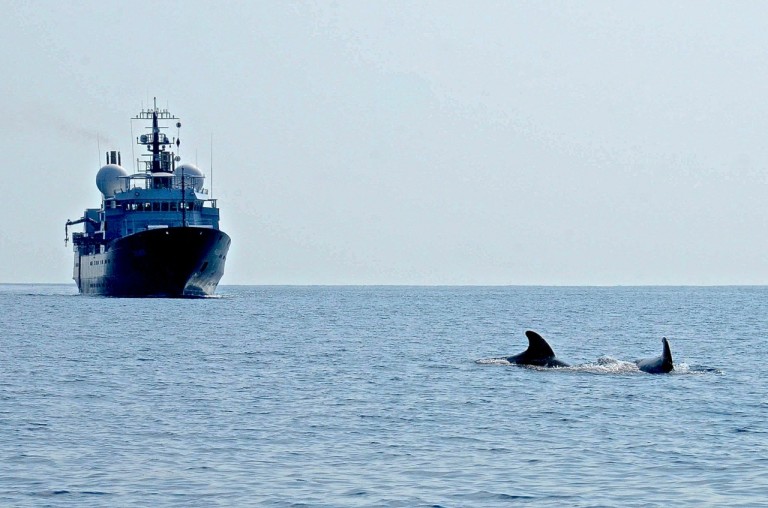 Pilot whales off Falkor. Taken under NOAA NMFS Permit No. 14682.