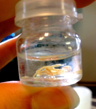 A jar showing amphipod gonads. 