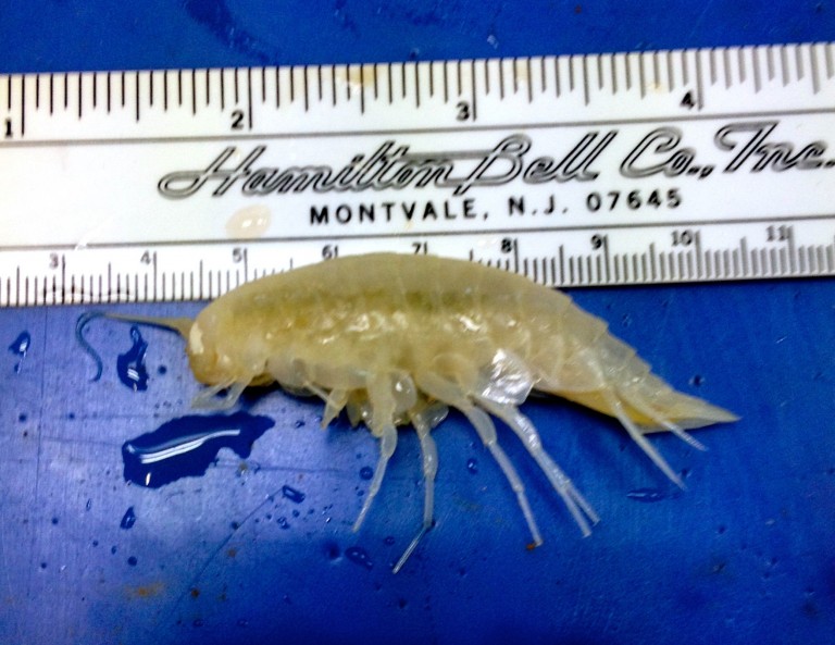 The first amphipod dissected. It was about 5.5 cm long and came from a depth of about 6000 meters.