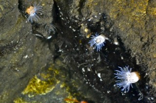 This potentially new species of anemone has a surprising ability to withstand very low oxygen levels.