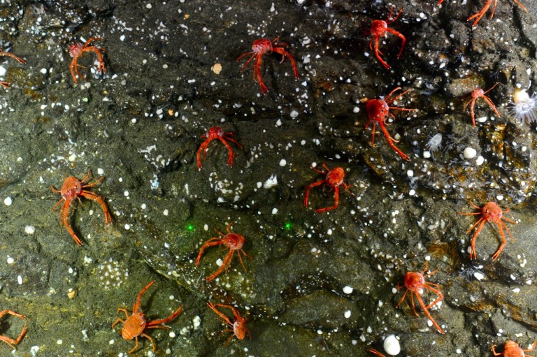 A crowd of squat lobters from the Saanich Inlet cliff dive. 