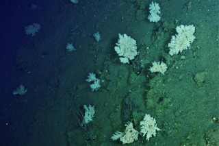 Deep corals at Barkley.