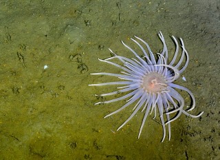 OPOS collected this potentially new species of anemone on today's dive.