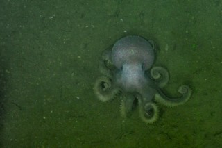 An octopus spotted on the 2000-meter transect.