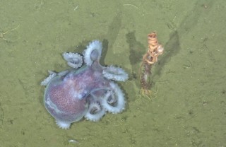 An octopus next to a sea pen. 