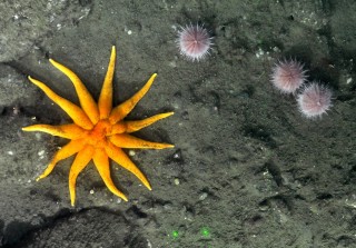 A sea star and urchins at Tully Canyon.