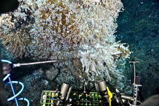 A vent scene with tube worms, palm worms, limpets, and scale worms.