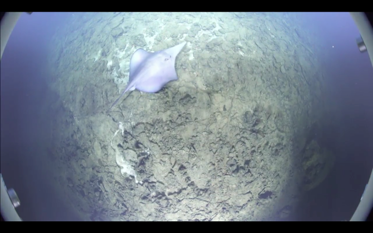 A deep-sea ray swimming near ROV ROPOS during a dive on South Niua, while conducting a photogrammetric survey of the vent field.
