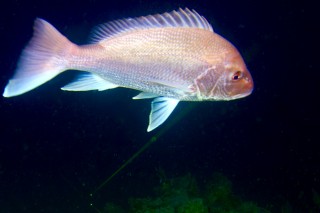 A red snapper at Aransas Bank. 