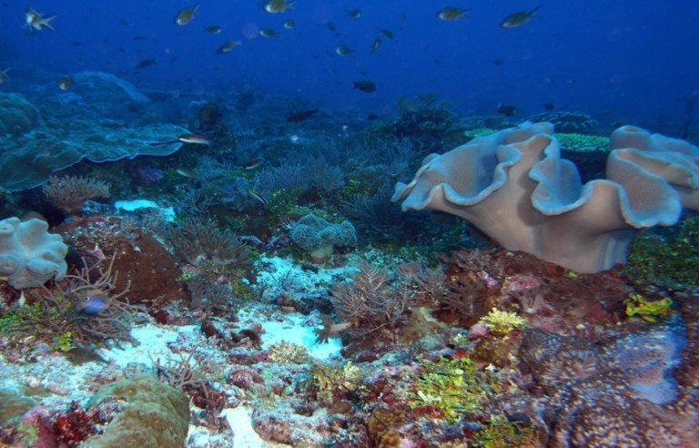 A view of Scott Reef. 