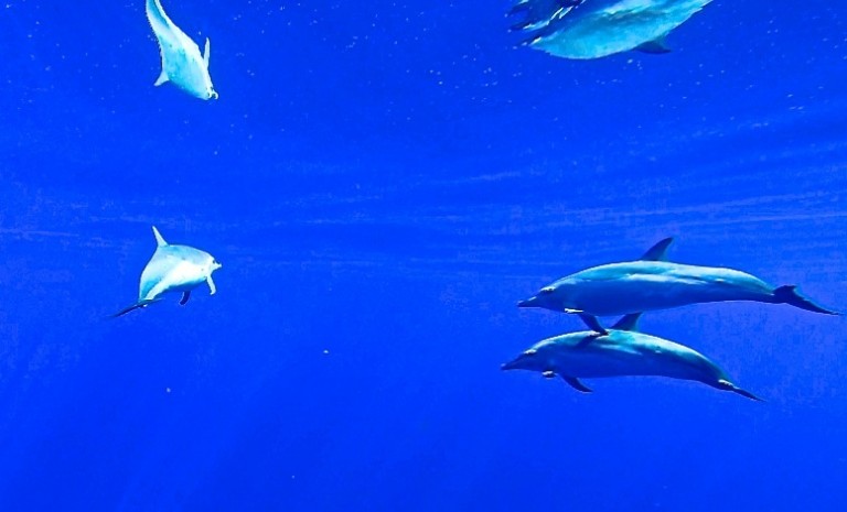 An underwater dolphin shot taken using a GoPro array on a pole. Taken under NOAA NMFS Permit No. 14682. 