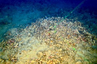 The bryozoan rubble pile.