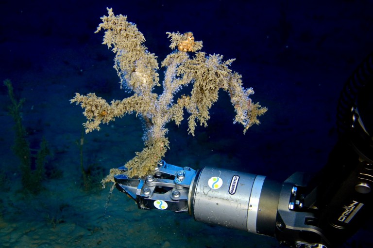 Grabbing a coral sample (with a serpent star wrapped tightly around a branch on the right). 