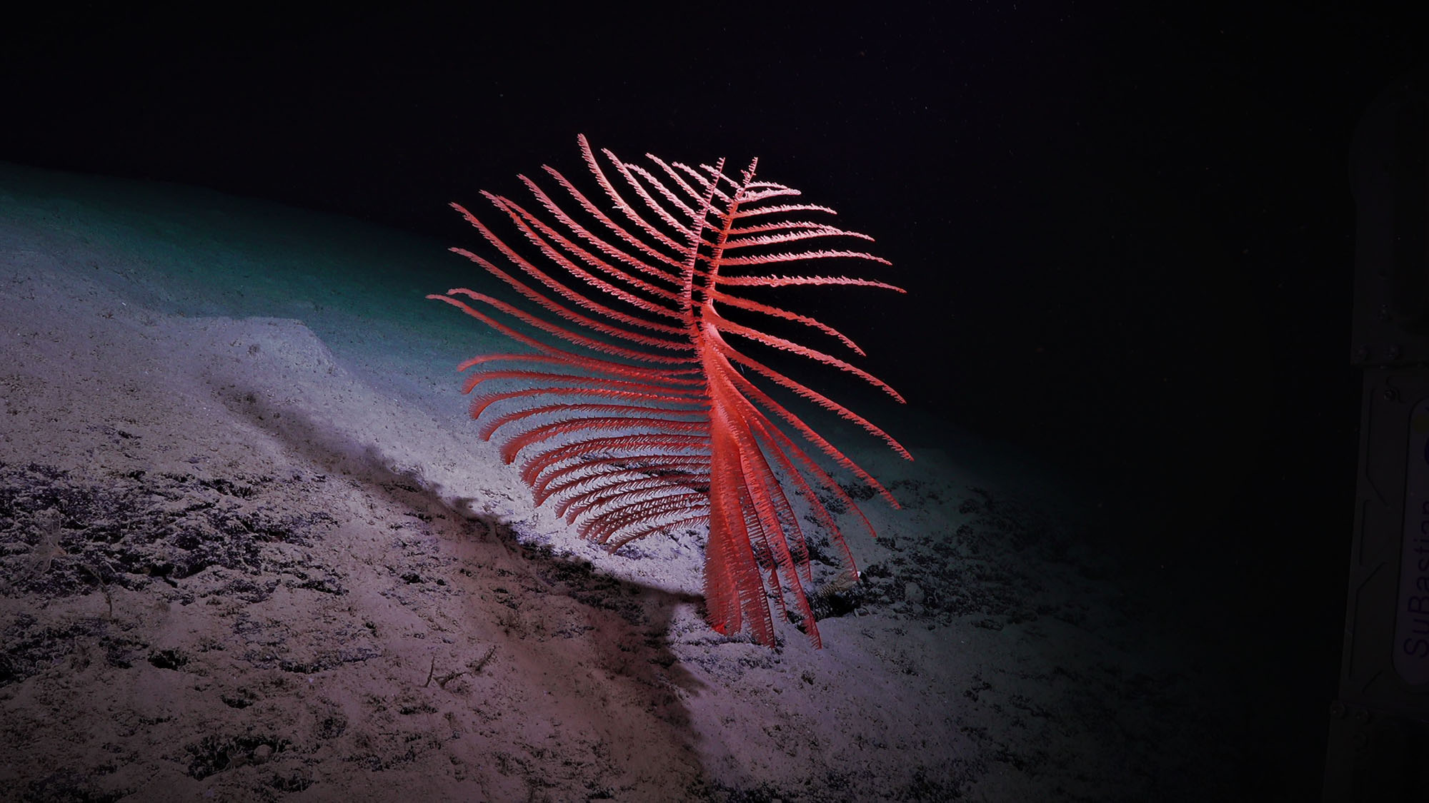 Seamounts, Canyons & Reefs of the Coral Sea - Schmidt Ocean Institute