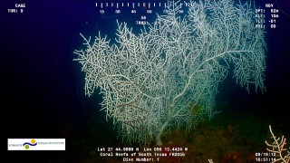 A large, wide mesh sea fan, at Baker Bank. 