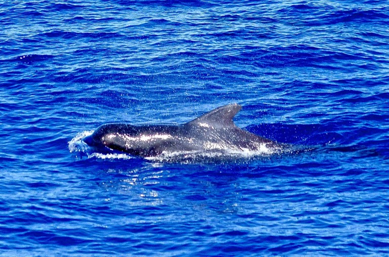 A short-finned pilot whales, one of the three species that will be the focus of the expedition. 