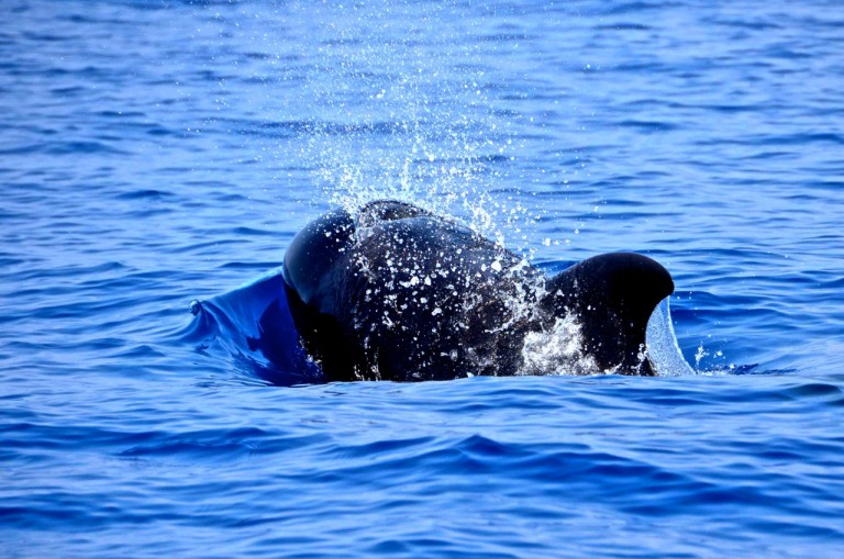 A short-finned pilot whale. All whale photos taken under NOAA NMFS Permit No. 14682.