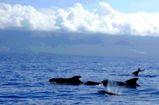 One of the short-finned pilot whale pods the team spotted. Taken under NOAA NMFS Permit No. 14682.