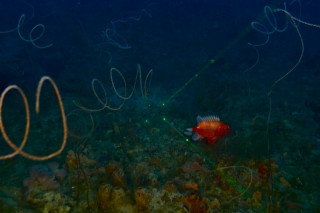 A short bigeye squirrelfish among the ubiquitous sea whip curls. The green lines are lasers used to provide scale.