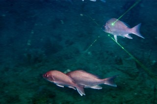 Red snapper swimming through the ROVs laser beams.